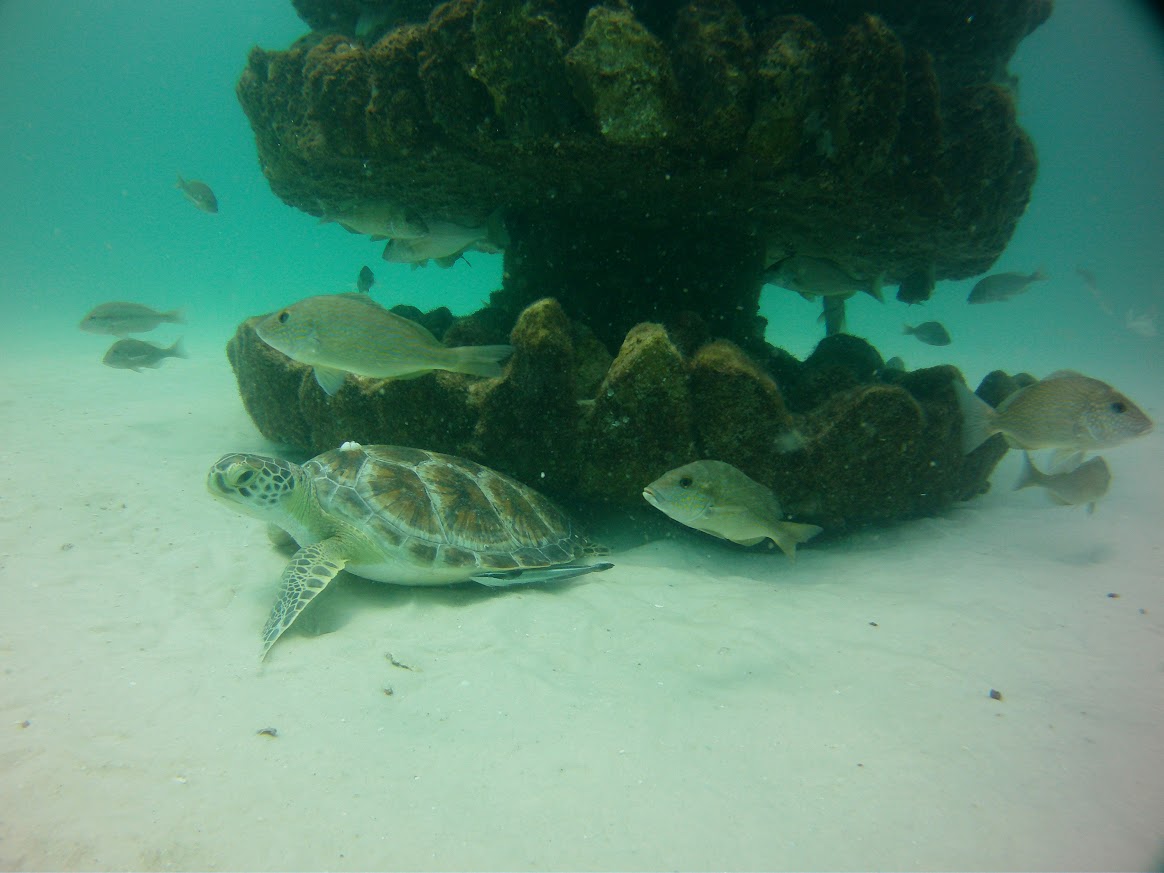 Artificial reef structure with marine life