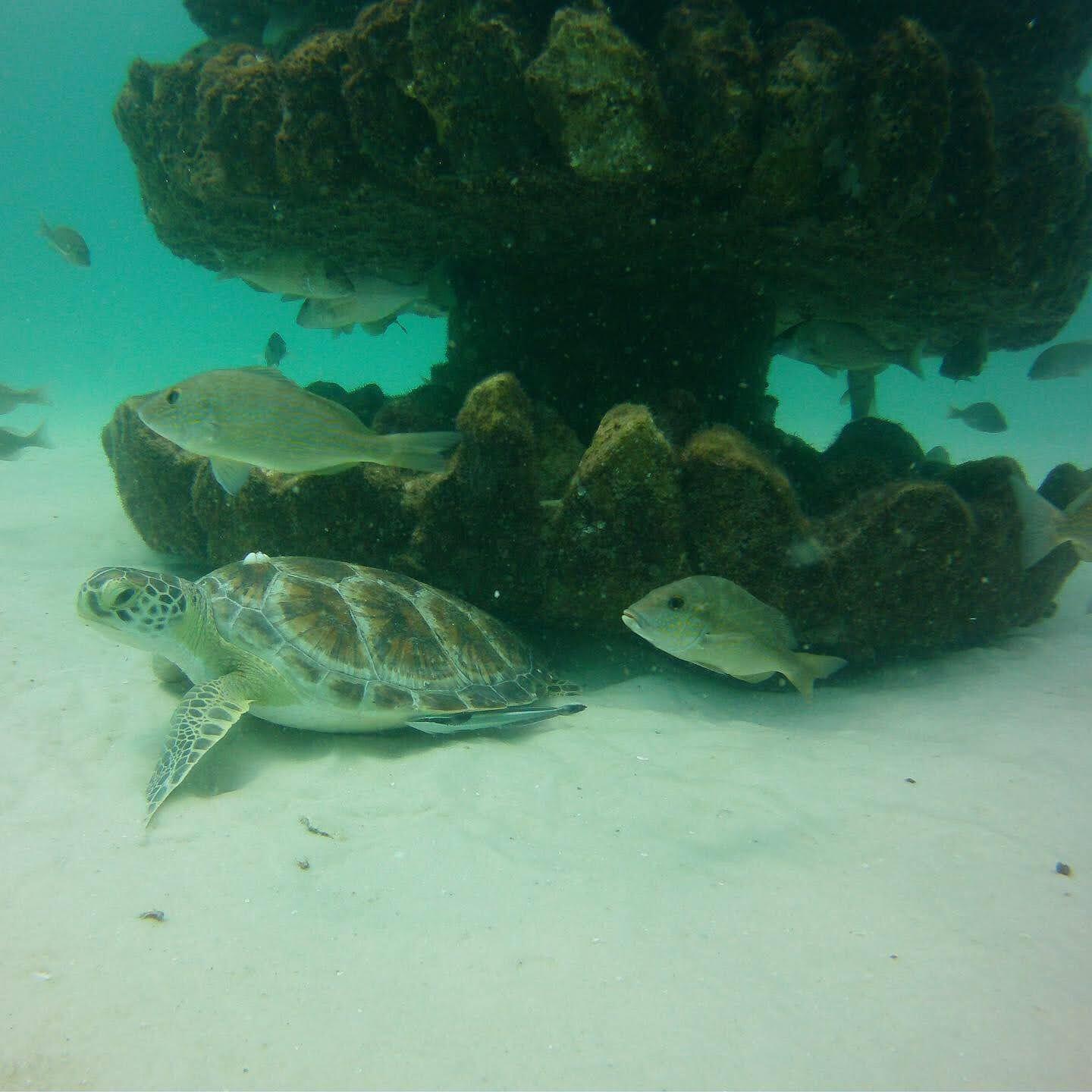 Artificial Reefs